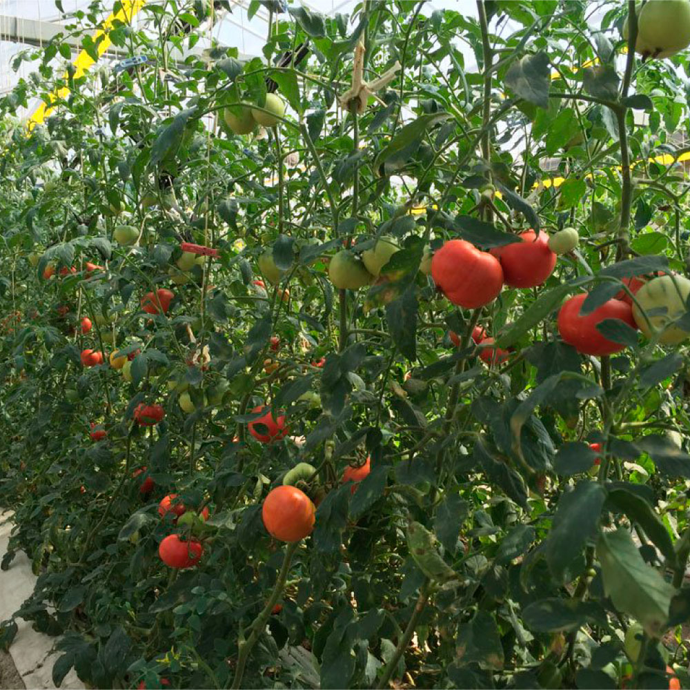 ＜2026年1月下旬より発送＞旬の濃旨フルーツトマト2kg 糖度8