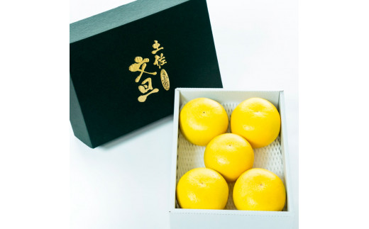 【日本ギフト大賞2024受賞】園主こだわり土佐文旦【化粧箱