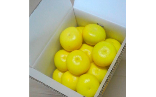 ＜2026年1月下旬より順次発送＞訳あり 嬉龍の土佐文旦 約10