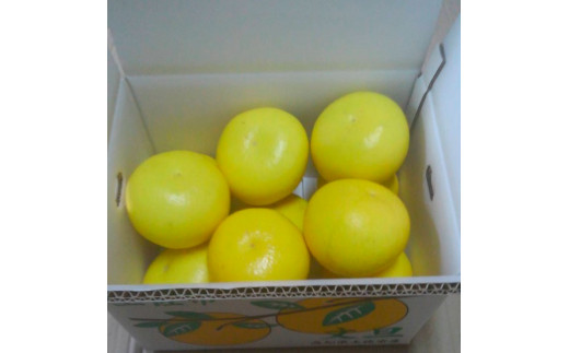 ＜2026年1月下旬より順次発送＞訳あり 嬉龍の土佐文旦 約5キ