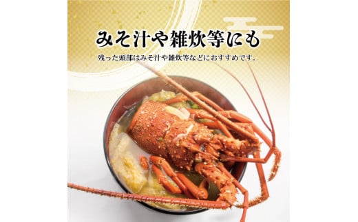 3月直送便 土佐獲れ 活伊勢海老 約700g（２尾～４尾） 天然 