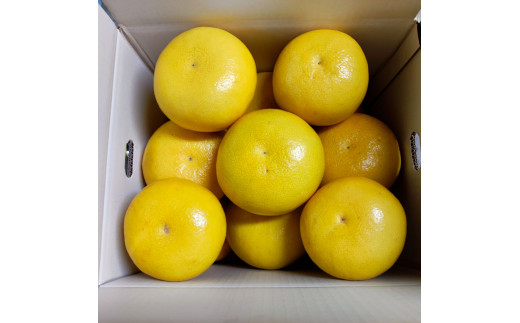 土佐文旦 家庭用 約3キロ(2L - ４Lサイズ：6玉前後) 大玉 先行