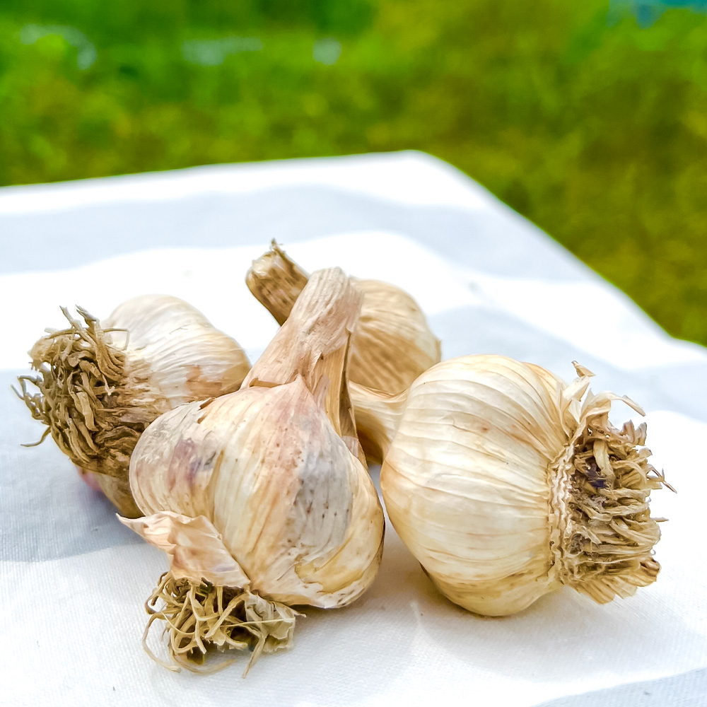 訳あり にんにく 約2kg 乾燥 ニンニク にんにく 訳アリ わけ