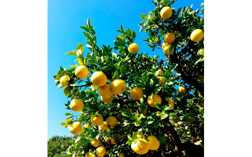 【先行予約】マルツジ果樹園の土佐文旦訳あり品（約10kg）