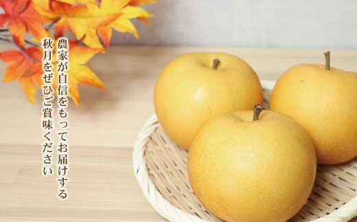 高知県土佐市産 梨（秋月）約2kg 5～6玉 期間限定 あきづき 