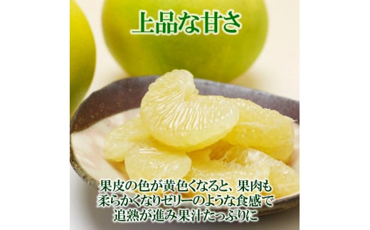 水晶文旦 特選ご贈答用 特大 約1.5kg（2個入） ぶんたん ブン