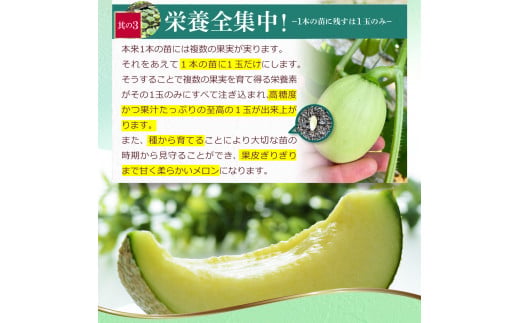 先行予約 メロン １玉入（約1.4kg～1.8kg）青肉 2025年冬発送 