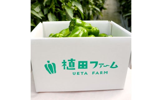 高知県産 植田ファームのこだわりピーマン 2kg ピーマン 新