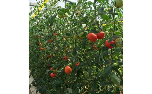 ＜2026年1月下旬～発送＞旬の濃旨フルーツトマト1kg 糖度8～1