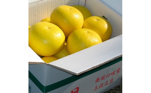 【先行予約】楠瀬さんの土佐文旦 家庭用大玉 約10kg 約10キ