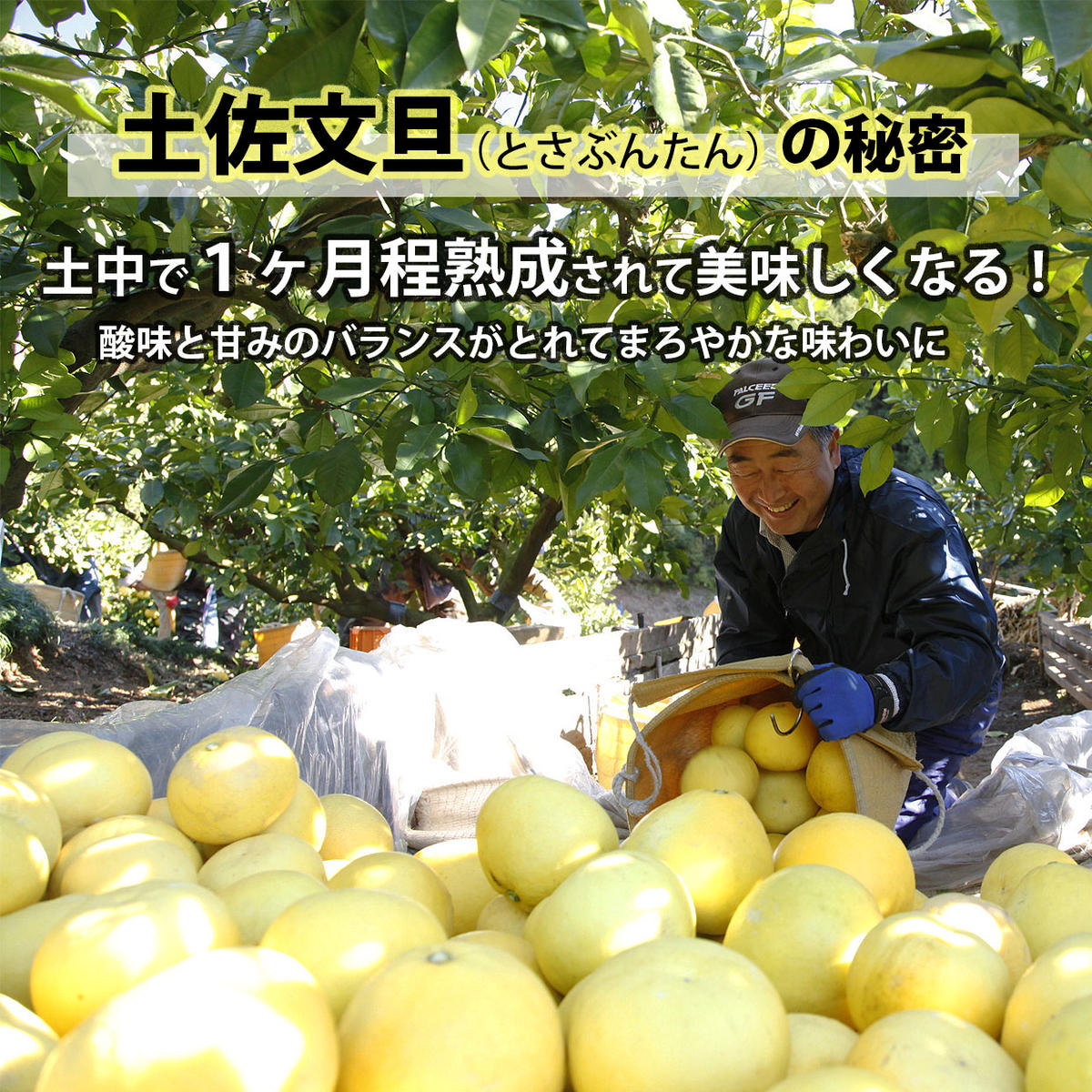 【果樹園直送】土佐文旦　4L　2個入り　1.5kg 大玉　特選品