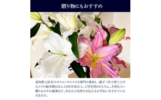 オリエンタルユリ バラエティパック 2束(1束3～4本 15輪以上)