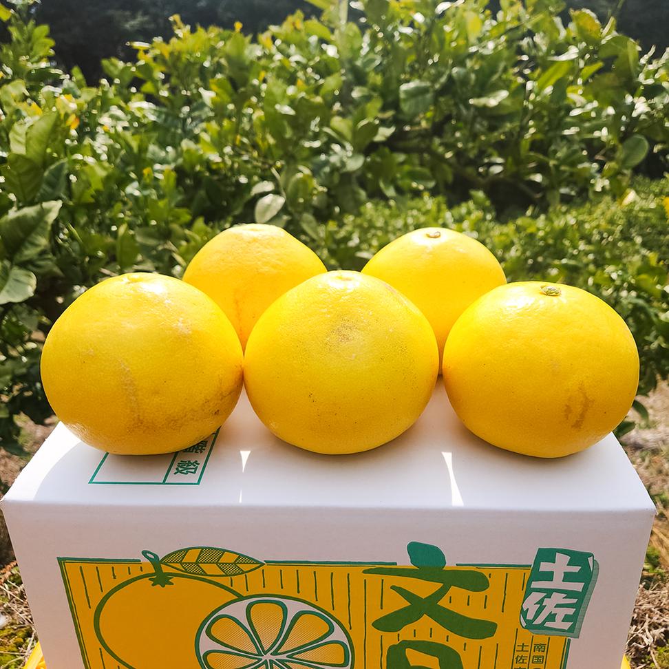 石元農園の土佐文旦 家庭用 大玉 約10キロ 10kg 3Lサイズ 4Lサ