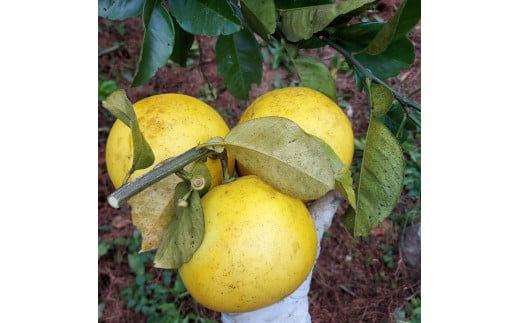 自然栽培文旦3kg 3キロ L～3Lサイズ 文旦 ブンタン ぶんたん 