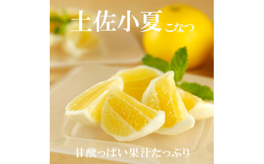 先行予約　＜白木果樹園＞ 土佐小夏 訳ありご家庭用 約5kg 5