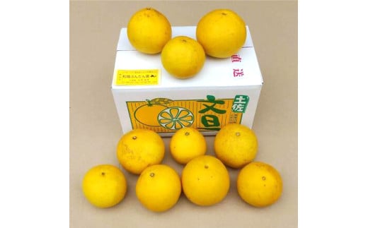 土佐文旦 文旦 訳あり 大玉入り 5kg 5キロ 3L～L ぶんたん ブ