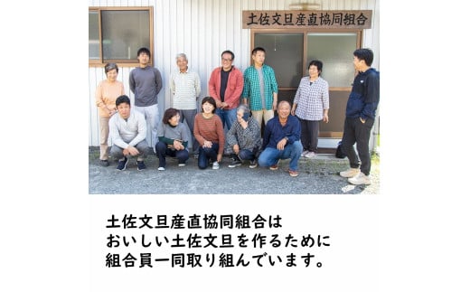 生産者直送　土佐文旦3.0kg[2L～4L]家庭用 【2026年1月下旬より