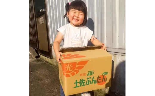 白木家のこだわり土佐文旦 露地 文旦 約8kg 13～20個入り L～3