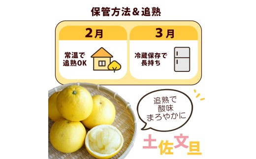 ＜土佐市産＞ 土佐文旦 大玉 訳あり 約10kg（3L～2Lいずれか