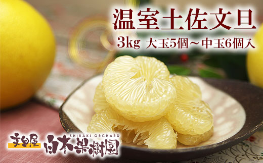 12月発送土佐文旦 温室土佐文旦 特選秀品ご贈答用中箱 約3kg