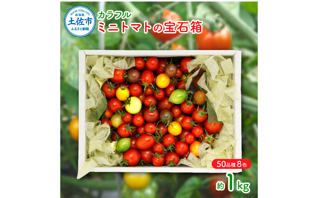 カラフルミニトマトの宝石箱　（約1kg） トマト ミニトマト