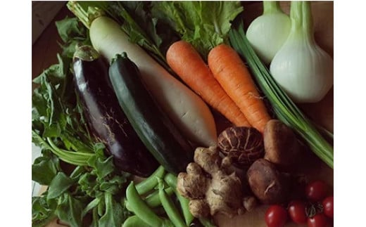 旬の朝採れ土佐野菜詰め合わせ(10～13品目)【土佐市】旬の