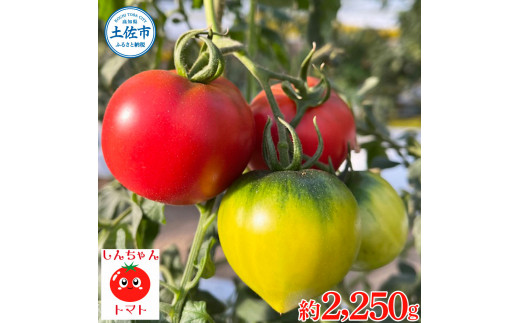 糖度9度以上 フルーツトマト しんちゃんトマト 750g×3箱 合