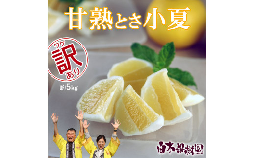 甘熟とさ小夏 約5kg 2S～2L こなつ コナツ 果物 フルーツ 柑橘