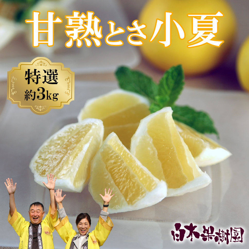 ＜先行予約＞甘熟とさ小夏 約3kg S～Lサイズ 特選品 贈答用 