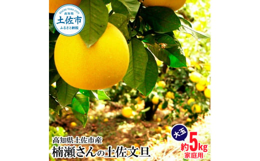 【先行予約】楠瀬さんの土佐文旦 家庭用大玉 約5kg 約5キロ 