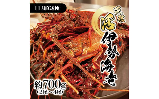 11月直送便 土佐獲れ 活伊勢海老 約700g（２尾～４尾） 天然 