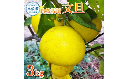 自然栽培文旦3kg 3キロ L～3Lサイズ 文旦 ブンタン ぶんたん 