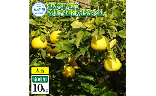 土佐文旦の創始 宮地文旦園の土佐文旦 家庭用3L 大玉 約10キ