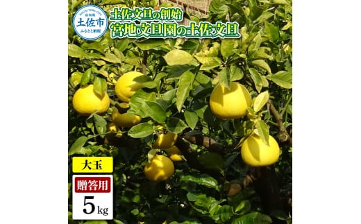 土佐文旦の創始 宮地文旦園の土佐文旦 贈答用3L 大玉 約5キ