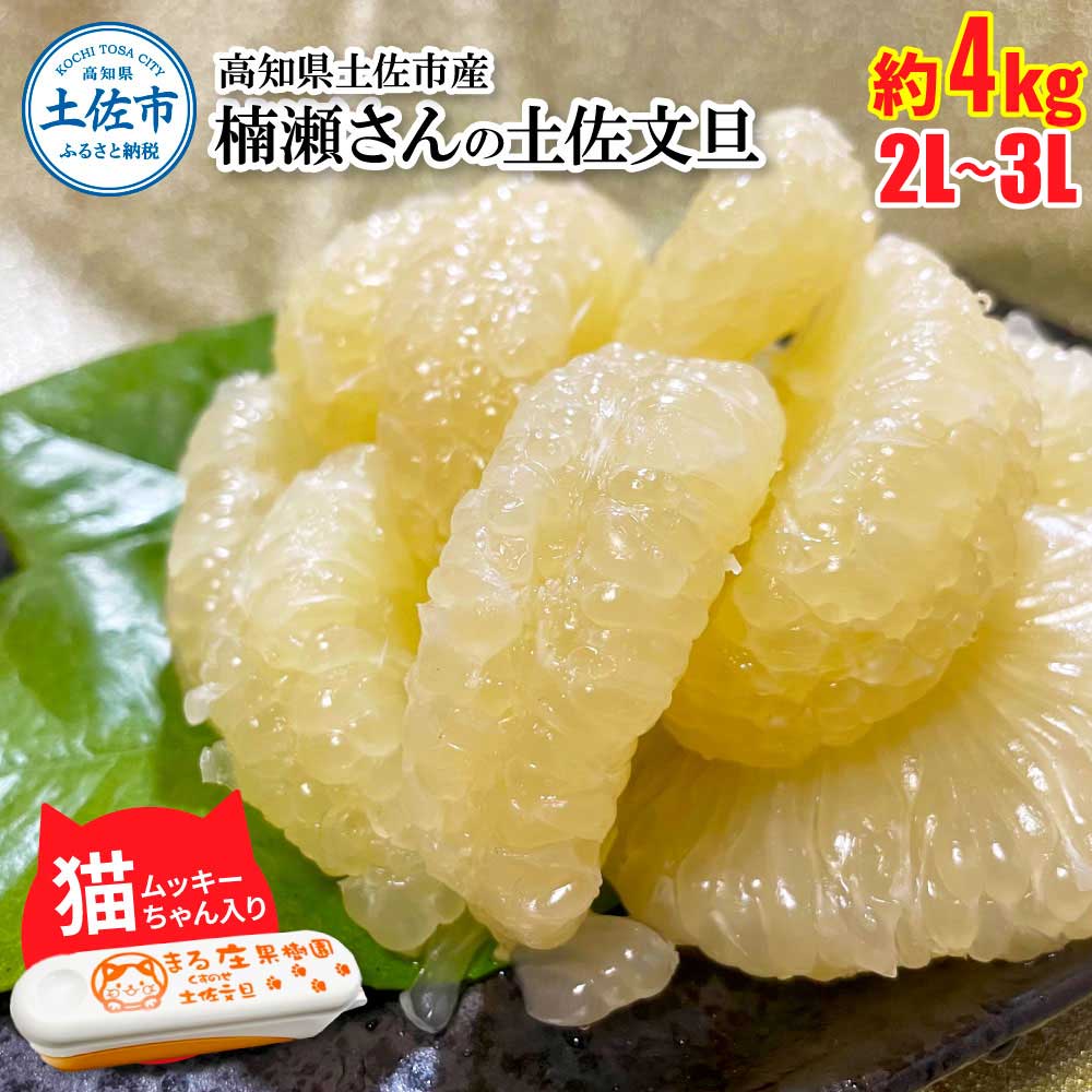 楠瀬さん土佐文旦 約4kg 2L～3Lサイズ 猫ムッキーちゃん入り 