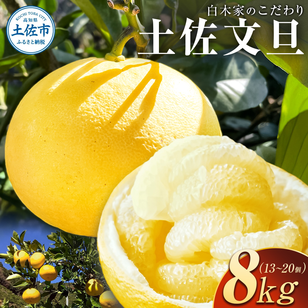 白木家のこだわり土佐文旦 露地 文旦 約8kg 13～20個入り L～3