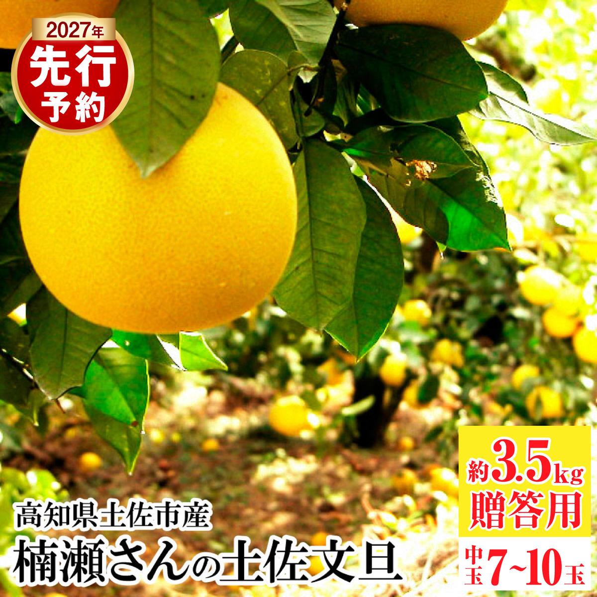 【先行予約】楠瀬さんの土佐文旦 贈答用中玉 約3.5kg 期間限