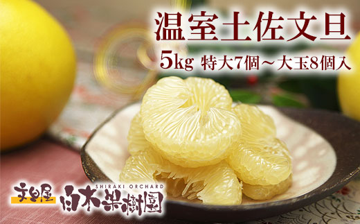 12月発送土佐文旦 温室土佐文旦 特選秀品ご贈答用大箱 約5kg