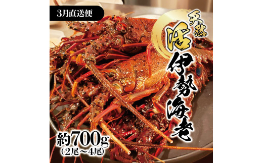 3月直送便 土佐獲れ 活伊勢海老 約700g（２尾～４尾） 天然