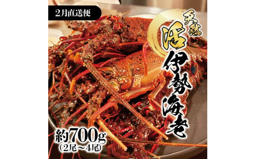 2月直送便 土佐獲れ 活伊勢海老 約700g（２尾～４尾） 天然