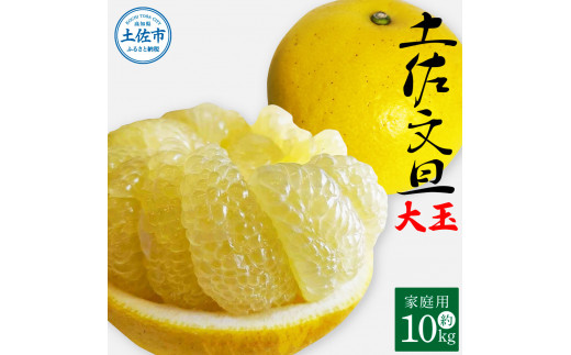 土佐文旦 家庭用 約10キロ（2L～4Lサイズ：16～21玉) 大玉 先