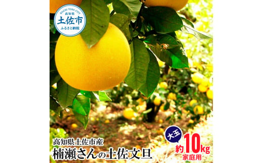 【先行予約】楠瀬さんの土佐文旦 家庭用大玉 約10kg 約10キ