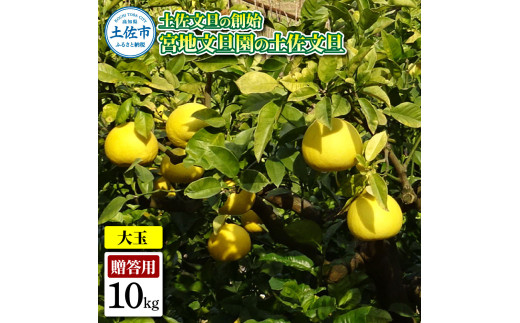 土佐文旦の創始 宮地文旦園の土佐文旦 贈答用3L 大玉 約10キ