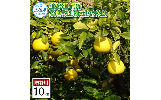 土佐文旦の創始 宮地文旦園の土佐文旦 贈答用2L 約10キロ 20