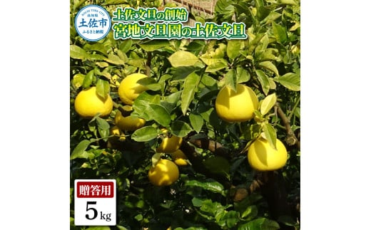 土佐文旦の創始 宮地文旦園の土佐文旦 贈答用2L 約5キロ 10