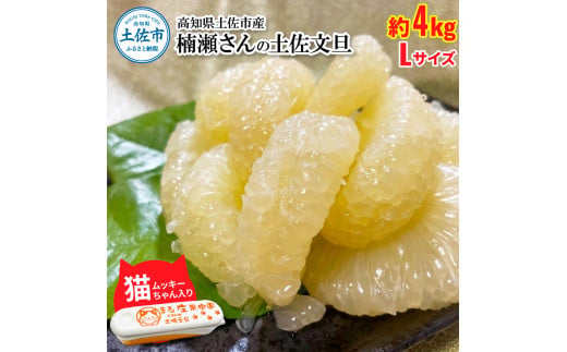 【先行予約】楠瀬さん土佐文旦 約4kg Lサイズ 猫ムッキーち