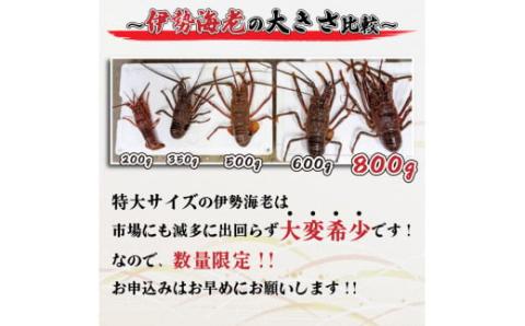 【2025年4月より順次配送】超特大伊勢海老 800g以上を1尾 【高知県】