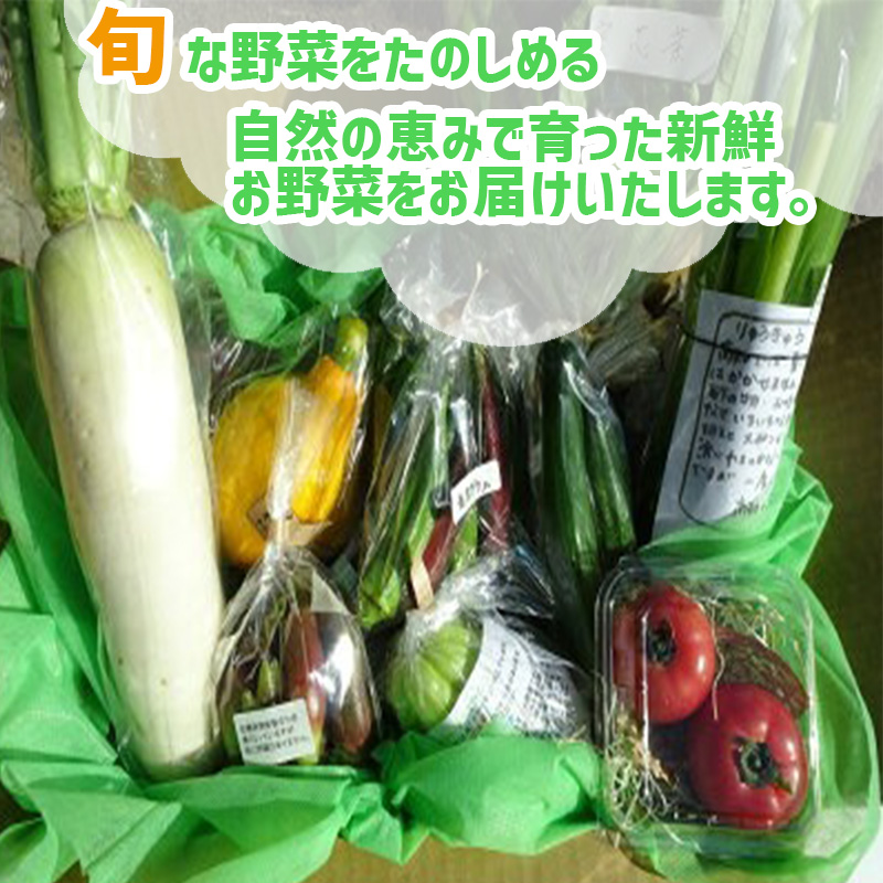 【年末年始限定】毎月の野菜便り『高知の野菜12回お届け定期便』 定期便 野菜