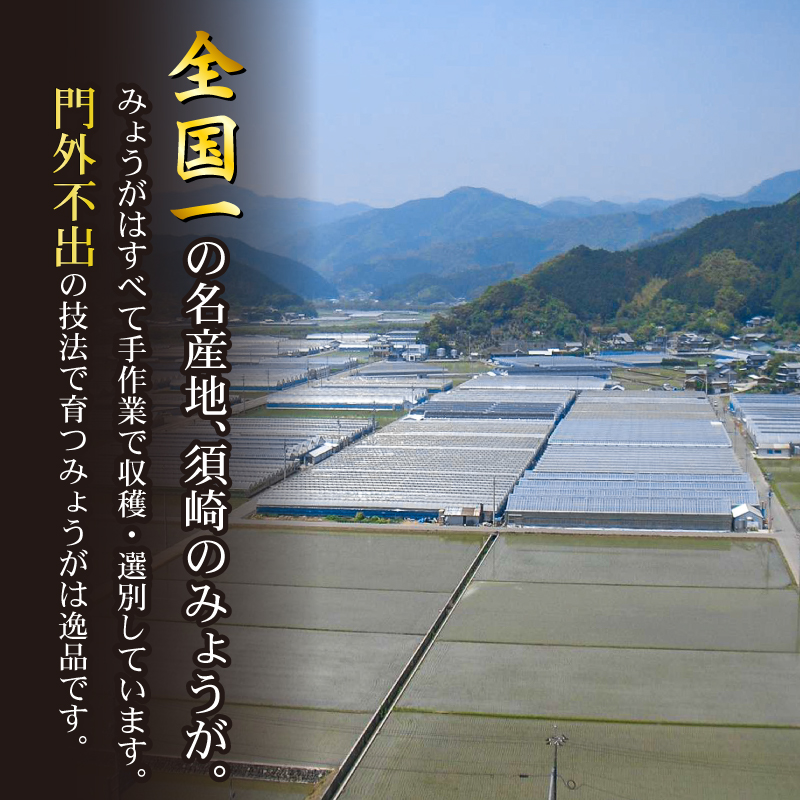 秀品 すさきのみょうが 1kg 生産量日本一 産地直送 秀品 かつおのたたき 薬味 高知県 高知 須崎 須崎市 すさき みょうが 茗荷 かつおたたき 藁焼き鰹  ぽん酢 玉ねぎ ねぎ しょうが 甘酢漬け 酢の物 味噌汁 冷や汁 そうめん 漬物 冷奴 寿司 うどん 天ぷら
