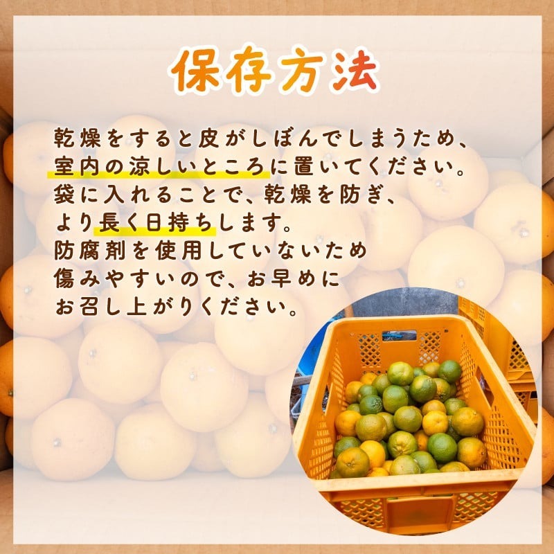 【2026年1月より順次発送】浦ノ内 ポンカン5kg 秀品 2025年度収穫分